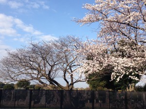 「遅咲き」の意味