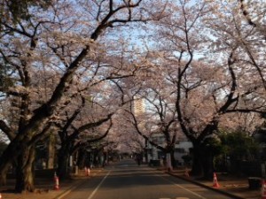 谷中の桜